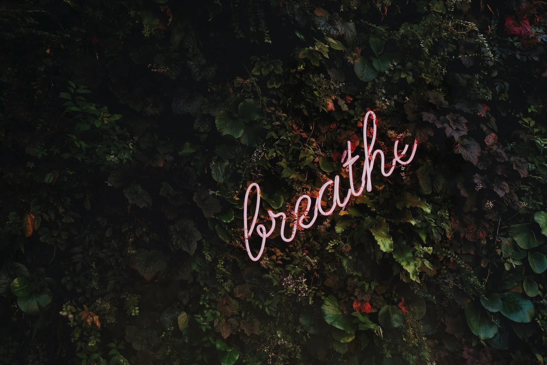 neon sign that says "breathe" nestled in a wall of leaves